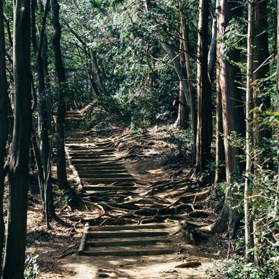 澳门跑狗资料大全